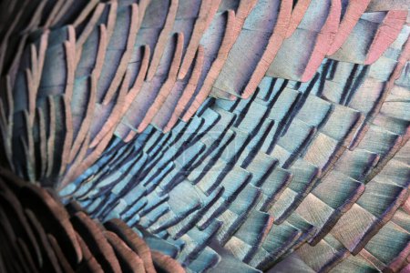 Téléchargez les photos : Portrait rapproché de dinde ovalisée avec plumes de peintre en dégradé, Meleagris ocellata - en image libre de droit