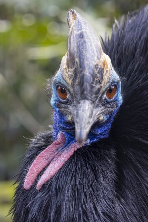 Photo for Closeup portrait of Helmeted cassowary in natural habitat - Royalty Free Image