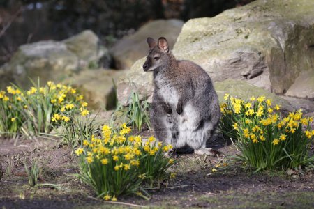 Téléchargez les photos : Kangourou profitant du soleil reposant parmi les narcisses jaunes et les rochers - en image libre de droit