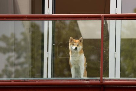 Foto de Hermoso perro akita en balcón - Imagen libre de derechos