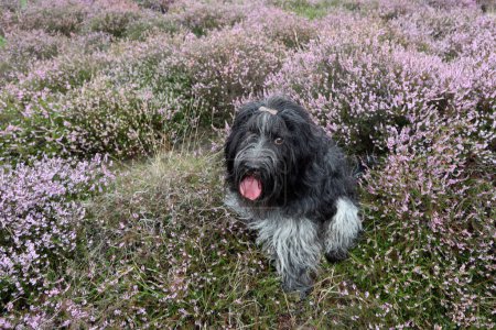 Foto de Schapendoes, perro pastor holandés, en el brezo floreciente - Imagen libre de derechos