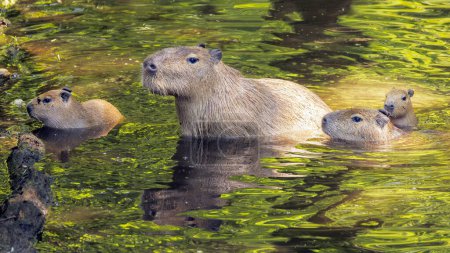Téléchargez les photos : Hydrochoerus hydrochaeris Capybaras animaux - en image libre de droit