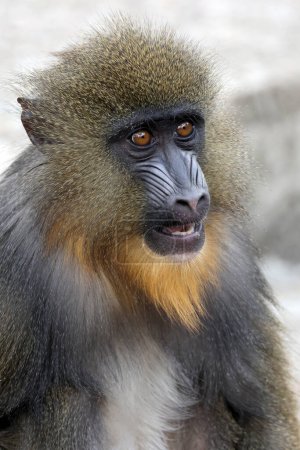 Téléchargez les photos : Vue rapprochée du singe mandrill (Mandrillus sphinx) - en image libre de droit