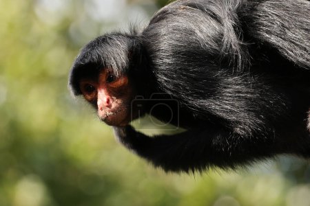 Téléchargez les photos : Le singe araignée au visage rouge (Ateles paniscus) également connu sous le nom de singe araignée de Guyane ou singe araignée noir au visage rouge - en image libre de droit