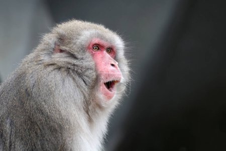 Téléchargez les photos : Le macaque japonais (Macaca fuscata), également connu sous le nom de singe des neiges - en image libre de droit