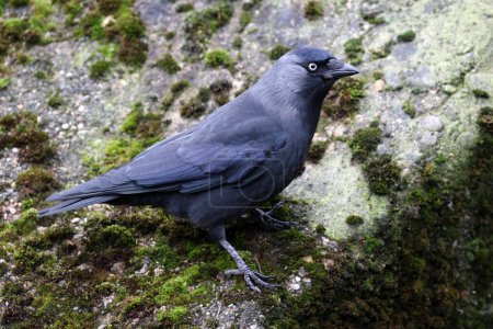 The western jackdaw, Coloeus monedula, also known as the Eurasian jackdaw, the European jackdaw, or simply the jackdaw