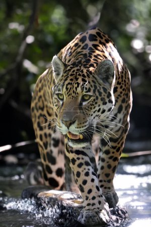 Foto de El jaguar (Panthera onca) - Imagen libre de derechos