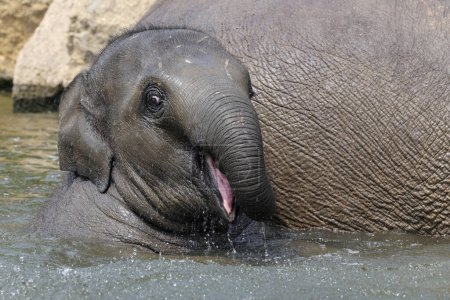 Téléchargez les photos : L'éléphant indien (Elephas maximus) - en image libre de droit