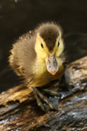 Photo for Cute duckling sitting on tree branch - Royalty Free Image
