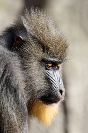 Téléchargez les photos : Vue rapprochée du singe mandrill (Mandrillus sphinx) - en image libre de droit