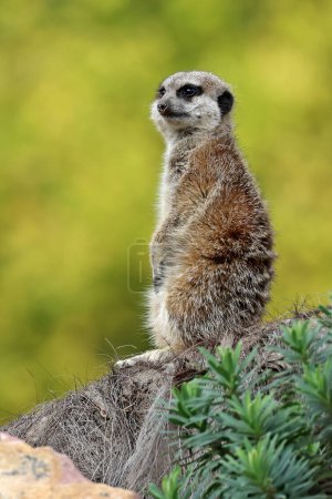 Photo for The meerkat (Suricata suricatta) or suricate - Royalty Free Image
