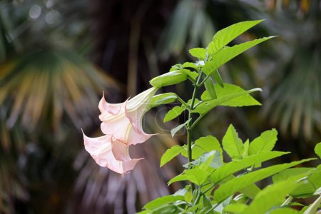 Photo for Datura suavolens Rosa beautiful flowers - Royalty Free Image