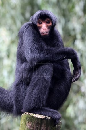 Foto de El mono araña de cara roja (Ateles paniscus) - Imagen libre de derechos