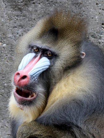 Photo for Close view of mandrill monkey (Mandrillus sphinx) - Royalty Free Image
