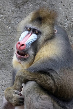 Photo for Close view of mandrill monkey (Mandrillus sphinx) - Royalty Free Image