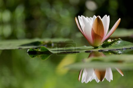 Téléchargez les photos : Belle fleur de lotus fleurissant dans l'eau - en image libre de droit