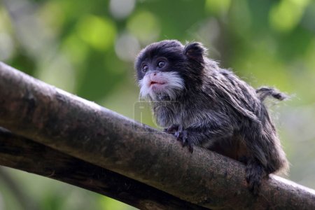 Photo for Saguinus imperator or emperor tamarin - Royalty Free Image