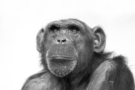 Téléchargez les photos : Portrait de primate chimpanzé, Pan troglodytes - en image libre de droit