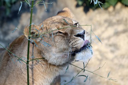 Téléchargez les photos : Portrait de lionne (Panthera Leo) - en image libre de droit