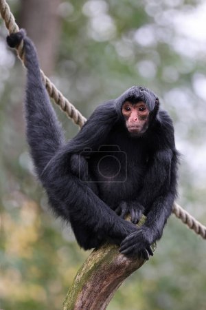 Foto de El mono araña de cara roja (Ateles paniscus) - Imagen libre de derechos