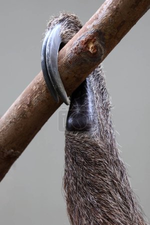 Téléchargez les photos : Pince à deux doigts (Choloepus didactylus) de Linnaeus dans la faune, gros plan - en image libre de droit