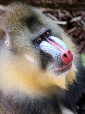 Foto de Vista cercana del mono mandril (Mandrillus sphinx) - Imagen libre de derechos