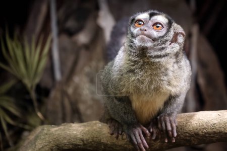 Téléchargez les photos : Singe nocturne, également connu sous le nom de singe hibou ou douroucouli - en image libre de droit