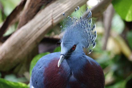 Pigeon couronné de l'Ouest (Goura cristata) bel oiseau