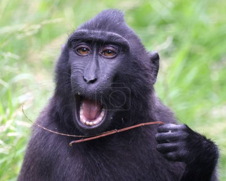 Photo for Close up view of cute crested macaque (macaca nigra) monkey in wildlife - Royalty Free Image