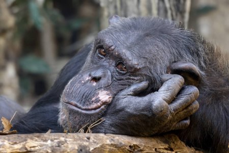 Photo for Chimpanzee (Pan troglodytes)  close up view - Royalty Free Image