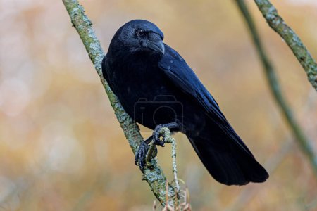 Photo for Corvus corone close up view - Royalty Free Image
