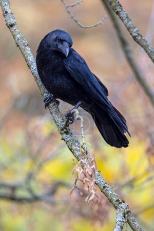 Téléchargez les photos : Corneille charognard (Corvus corone) vue de près - en image libre de droit