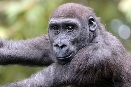 Foto de El gorila de las tierras bajas occidentales (gorila gorila gorila) - Imagen libre de derechos