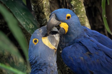Photo for The hyacinth macaw (Anodorhynchus hyacinthinus), or hyacinthine macaw close up view - Royalty Free Image