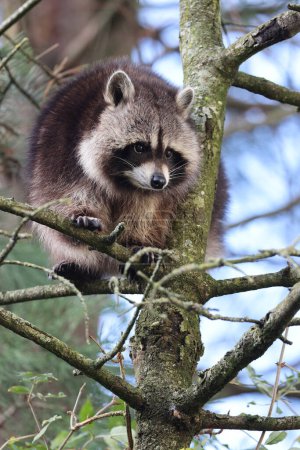 Photo for Raccoon (Procyon lotor) close up view - Royalty Free Image
