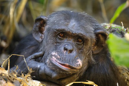 Foto de Chimpancé (Pan trogloditas) vista de cerca - Imagen libre de derechos