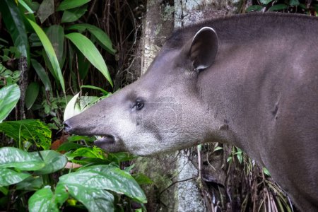 Téléchargez les photos : Tapir sud-américain (Tapirus terrestris), aussi communément appelé tapir brésilien - en image libre de droit