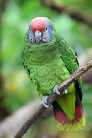 Foto de Amazona brasiliensis vista de cerca - Imagen libre de derechos