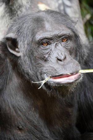 Téléchargez les photos : Chimpanzé (Pan troglodytes) vue rapprochée - en image libre de droit