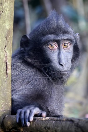 Photo for The Celebes crested macaque (Macaca nigra), also known as the crested black macaque, Sulawesi crested macaque, or the black ape - Royalty Free Image