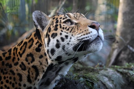 Photo for Jaguar (Panthera Onca) close up view - Royalty Free Image