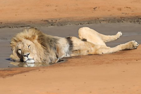 Foto de León (pantera leo) vista de cerca - Imagen libre de derechos