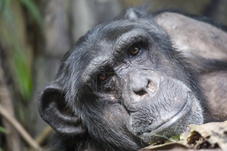 Téléchargez les photos : Chimpanzé (Pan troglodytes) vue rapprochée - en image libre de droit