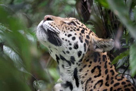 Foto de Jaguar (Panthera Onca) vista de cerca - Imagen libre de derechos