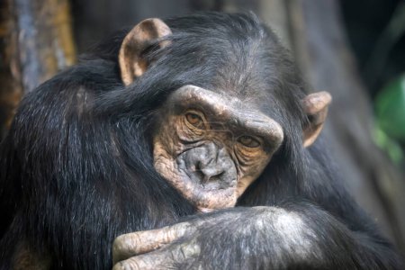 Photo for Chimpanzee (Pan troglodytes) close up view - Royalty Free Image