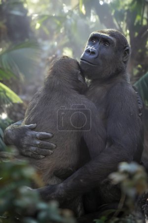 Téléchargez les photos : Gorille des basses terres occidentales vue rapprochée - en image libre de droit