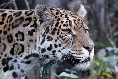 Photo for Jaguar (Panthera Onca) close up view - Royalty Free Image