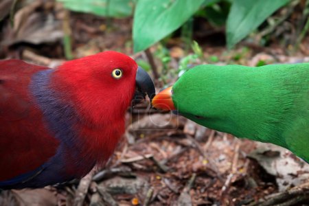 Foto de El eclectus de Papúa, el eclectus del lado rojo, o el eclectus de Nueva Guinea (Eclectus polychloros) - Imagen libre de derechos