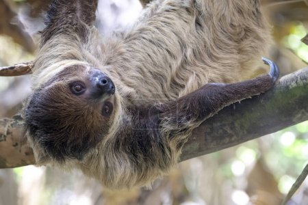 Téléchargez les photos : Linnaeus's two-toed sloth (Choloepus didactylus) close up view - en image libre de droit