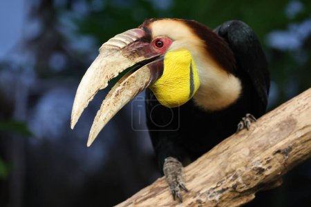 Foto de De cerca la vista de corneta corneada. Rhyticeros undulatus - Imagen libre de derechos